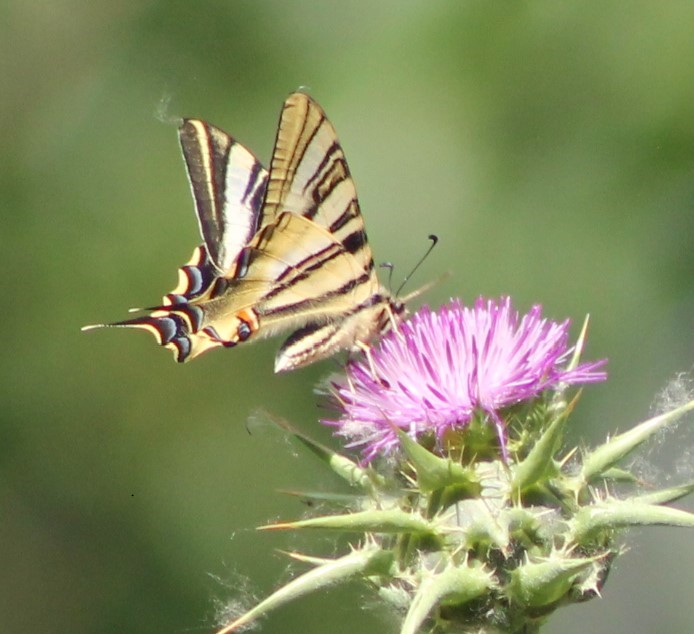 Papilio machaon sobre Silybum marianum
