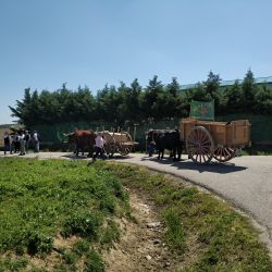 Antiguo "Camino de Carros"