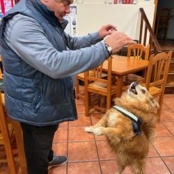 SUNNY UNA FUENTE DE ALEGRÍA Y COMPAÑÍA PARA LA FAMILIA DE PEDRO Y MARISOL.