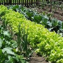 SE EXPONE AL PÚBLICO EL PADRÓN DE LOS HUERTOS FAMILIARES